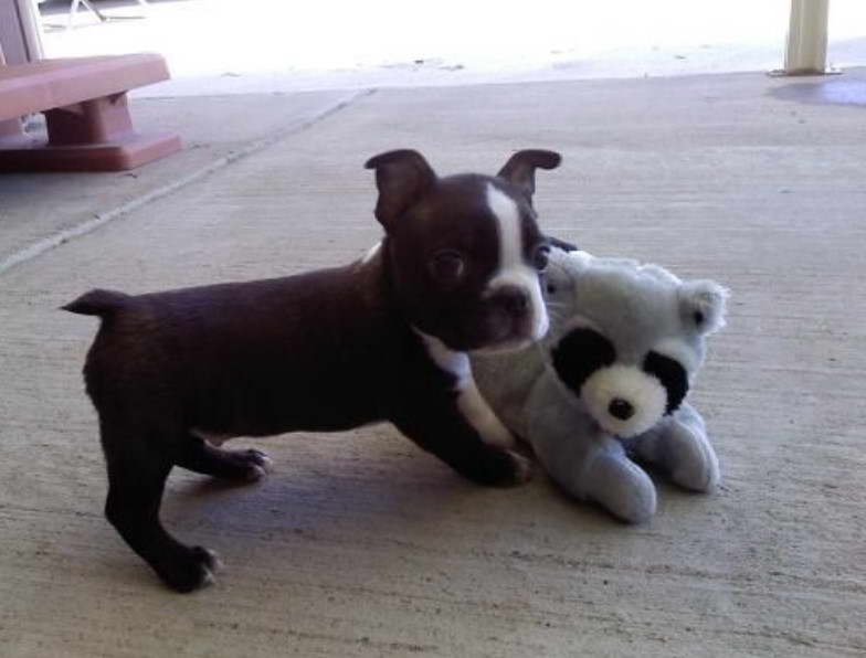 Boston Terrier Runt