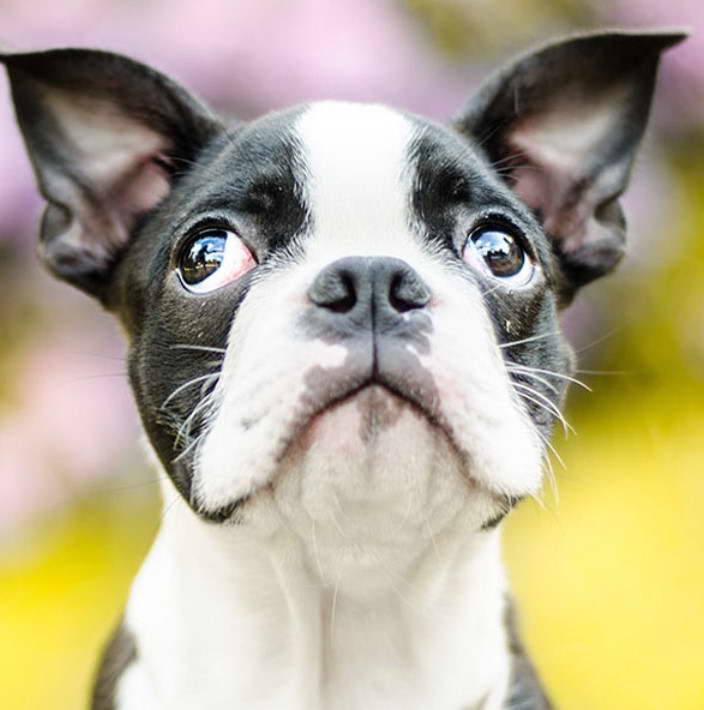 Boston Terrier Seattle