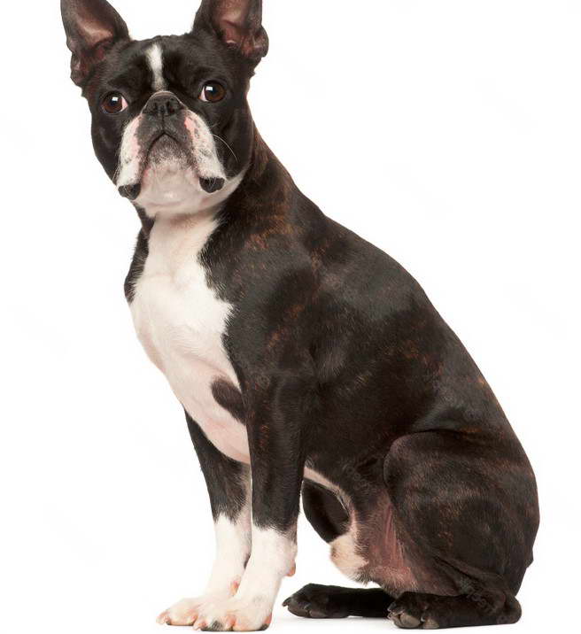 Boston Terrier Sitting