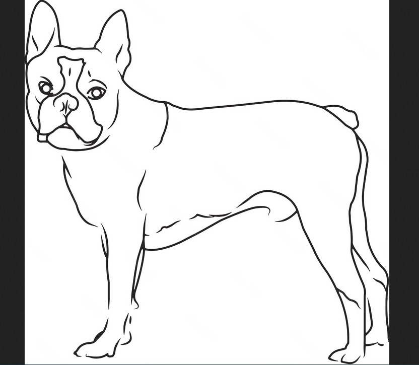 Boston Terrier Sketch