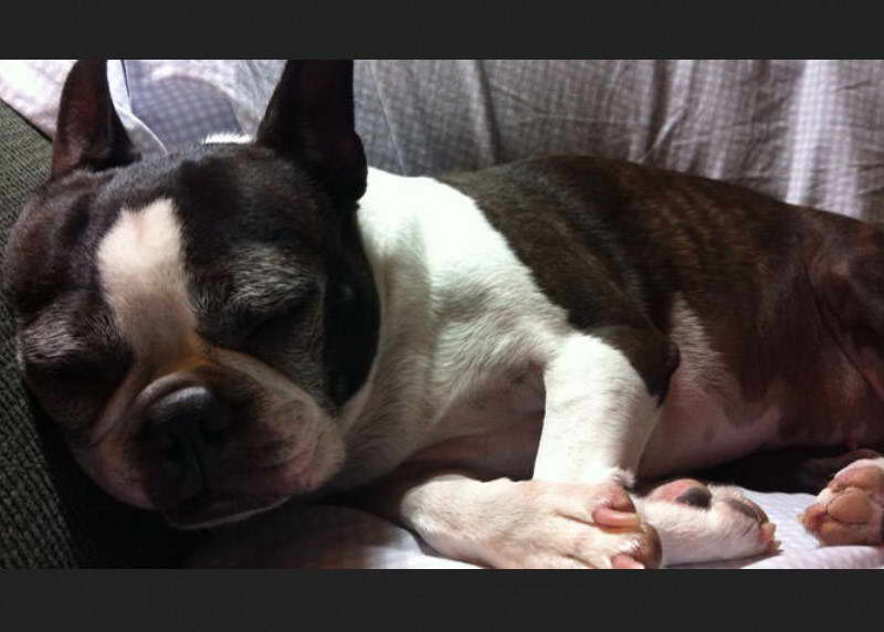 Boston Terrier Skin Problems