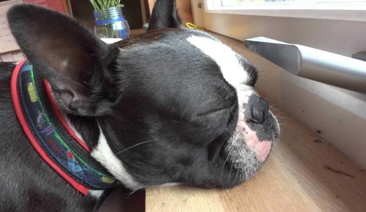 Boston Terrier Snoring