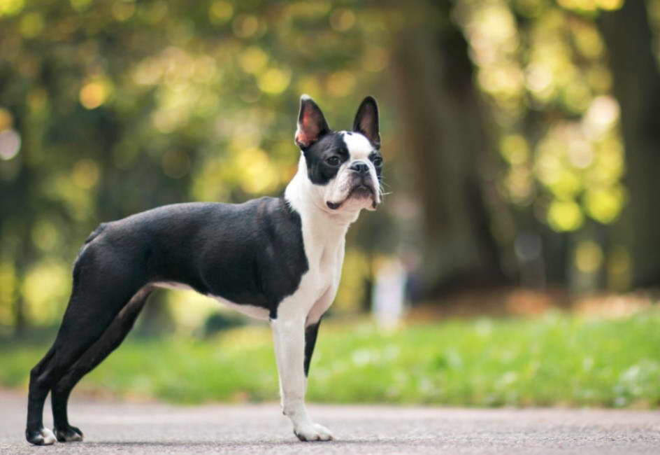 Boston Terrier Virginia