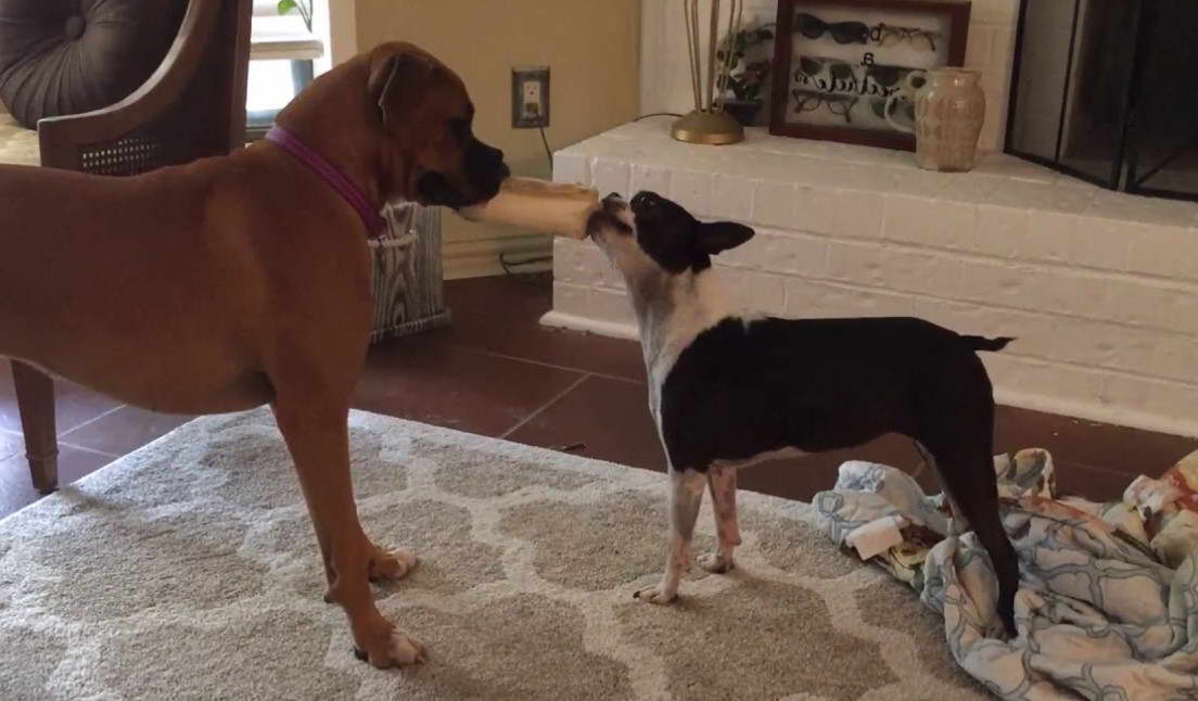 boston terrier vs boxer