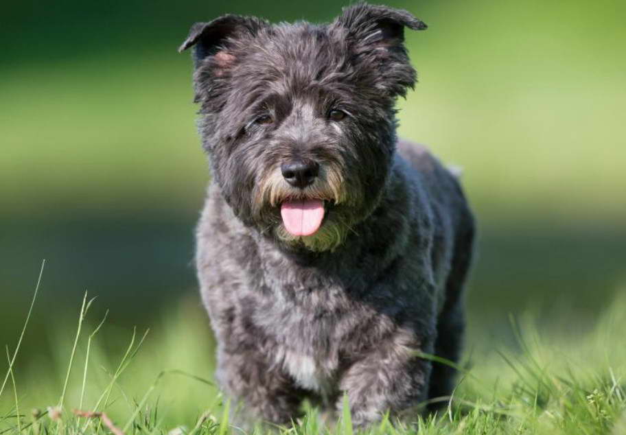 Cairn Terrier Grooming Diagram