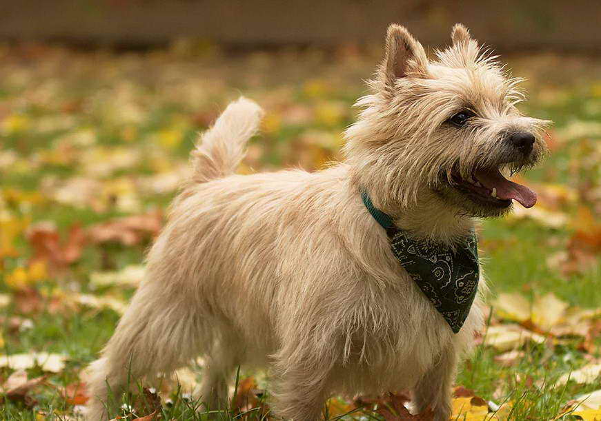 Cairn Terrier Photos