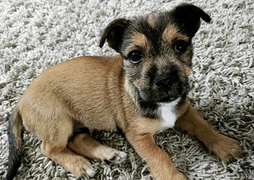 Cairn Terrier Pitbull Mix