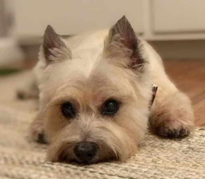 Cairn Terrier Poodle