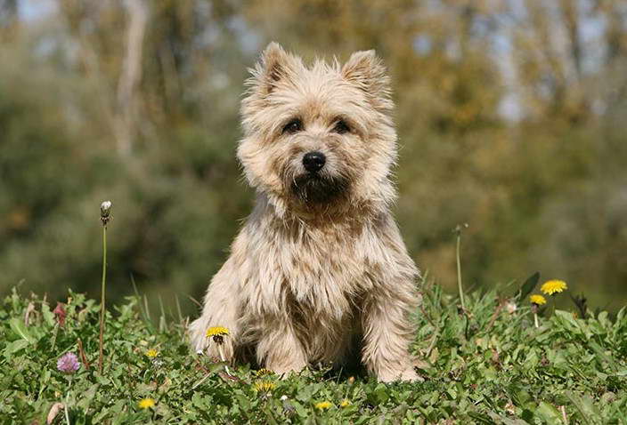 Cairn Terrier Puppies For Sale In Michigan