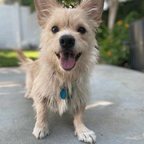 Cairn Terrier Rescue California