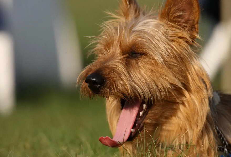 Cairn Terrier Rescue Colorado