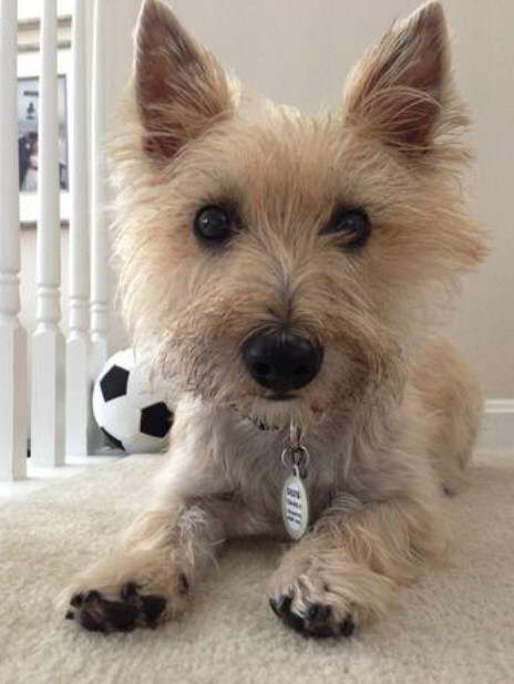 Cairn Terrier Rescue Puppies