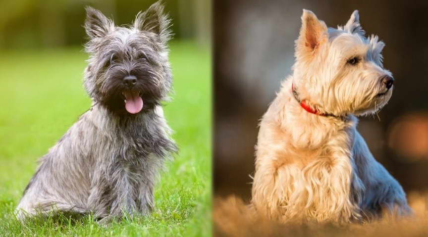 Cairn Terrier Vs Westie