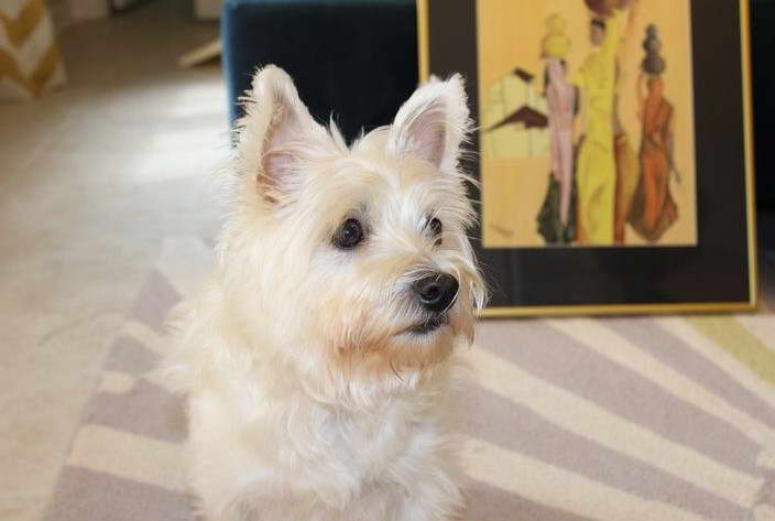 Cairn Terrier Westie Mix