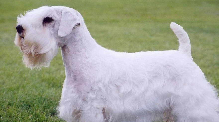 Celium Terrier