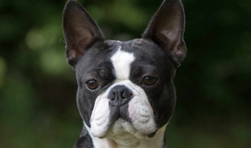 Champion Boston Terrier