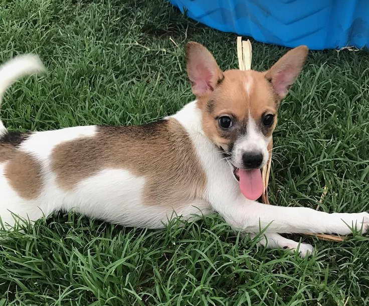 Chihuahua And Terrier Mix Dog