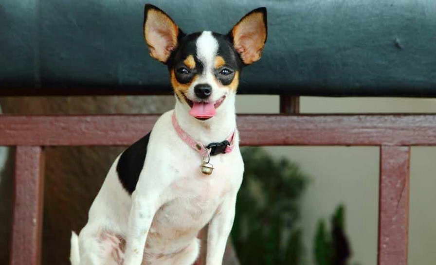 Chihuahua Fox Terrier Mix Puppy