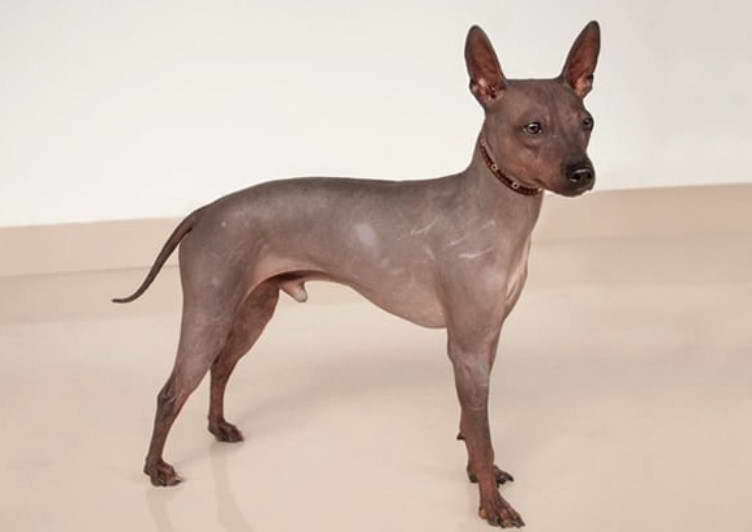 Coated American Hairless Terrier