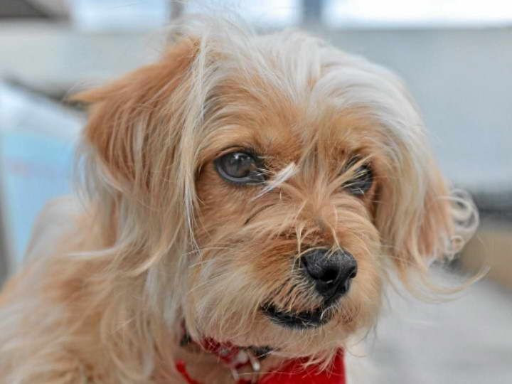 Cocker Spaniel And Terrier Mix