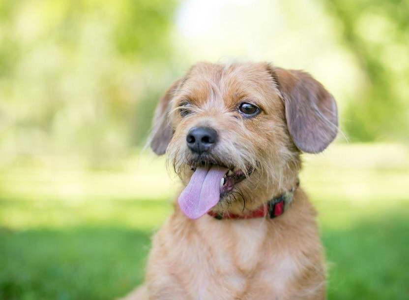 Corgi Terrier Mix Puppy