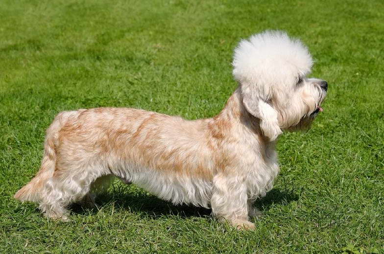 Dandie Dinmont Terrier Cost