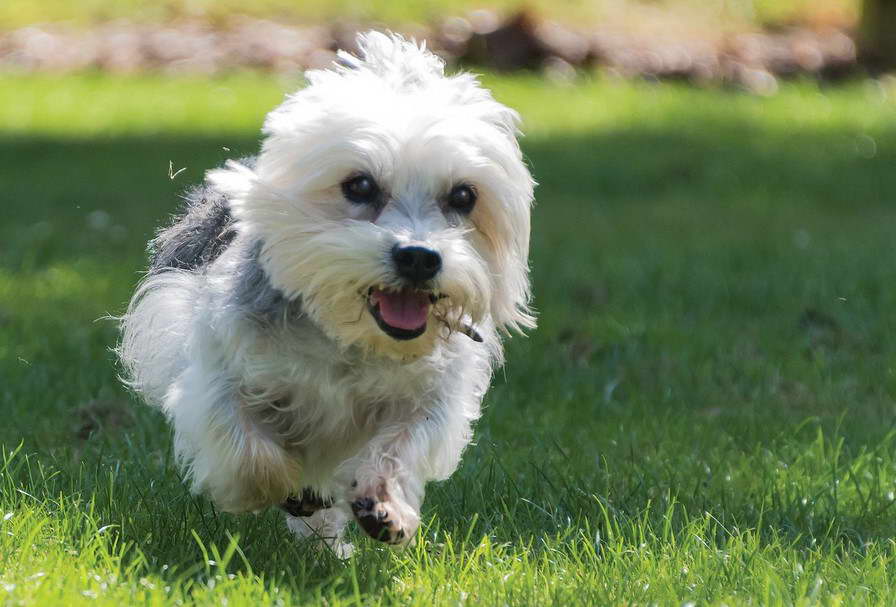 Dandie Dinmont Terrier Mix