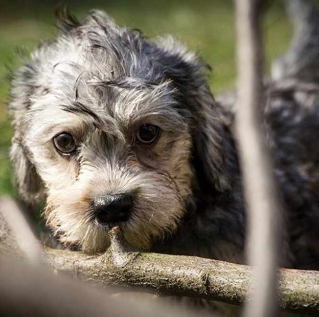 Dandie Dinmont Terrier Poodle Mix