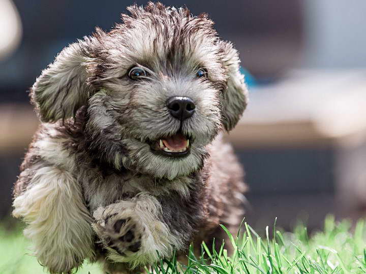 Dandie Dinmont Terrier Puppies For Sale