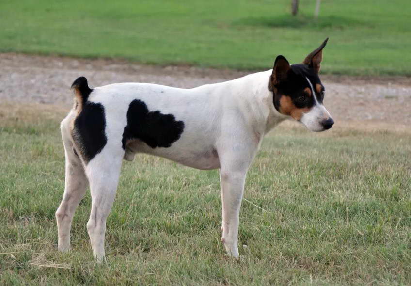 Decker Giant Rat Terrier