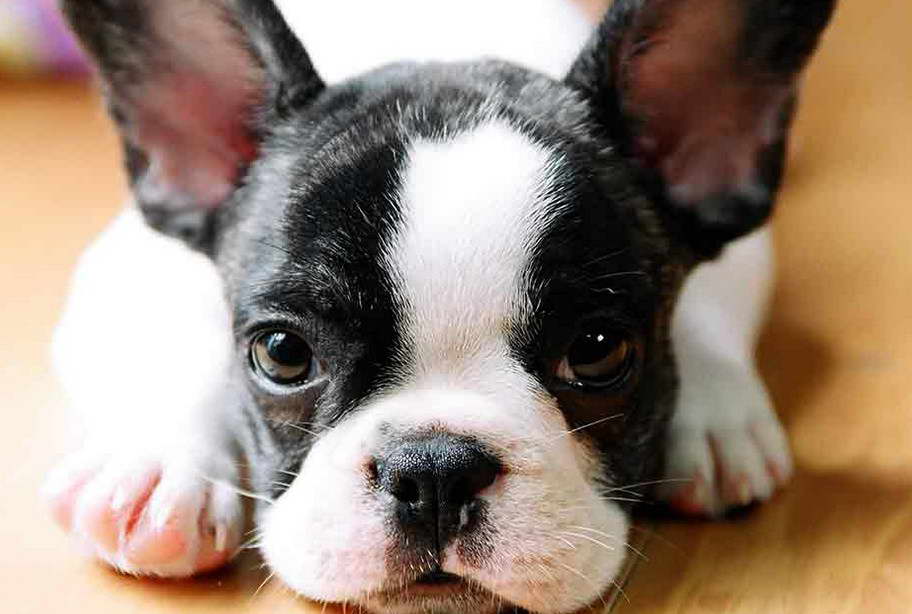 Dogs Similar To Boston Terrier