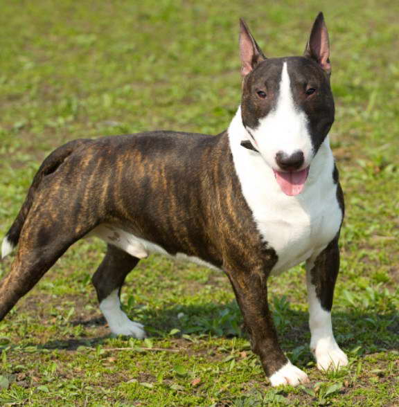 English Bull Terrier Cost