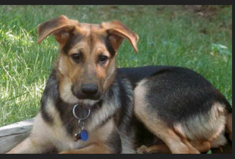 Fox Terrier German Shepherd Mix