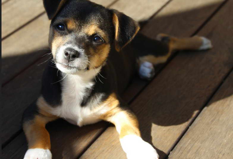 Fox Terrier Jack Russell Terrier Mix