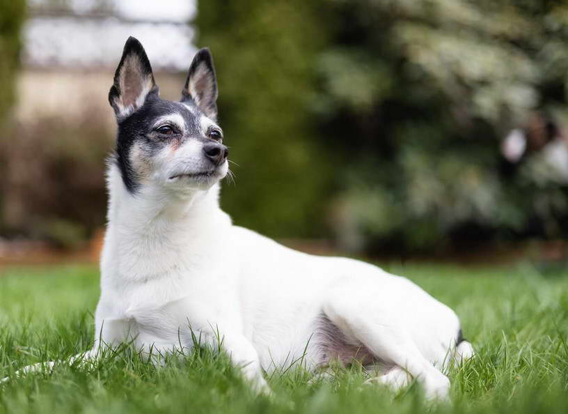 Fox Terrier Mix Puppies