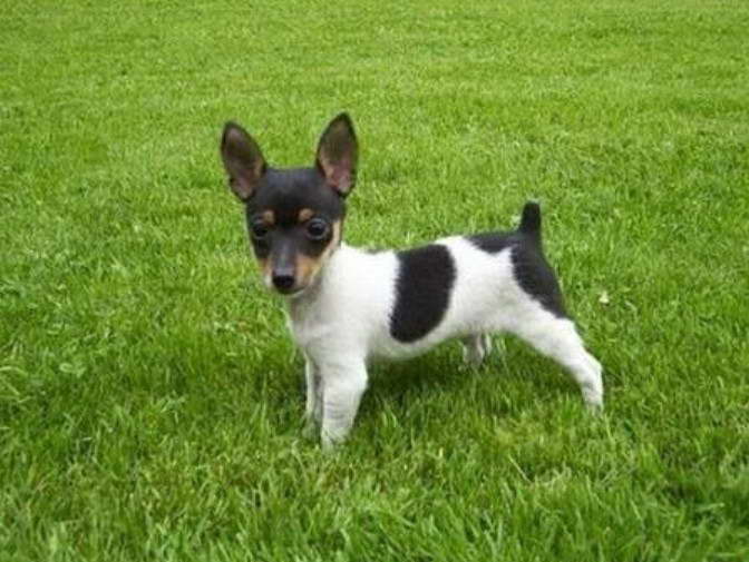 Fox Terrier Ratonero