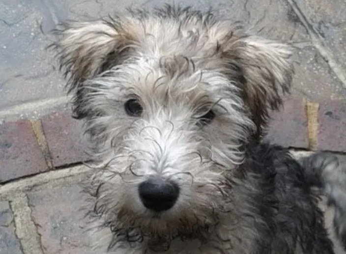 Fox Terrier Schnauzer Mix