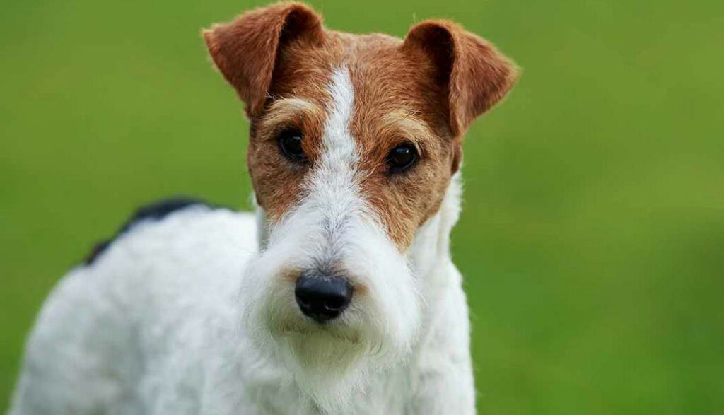 Fox Terrier Temperament