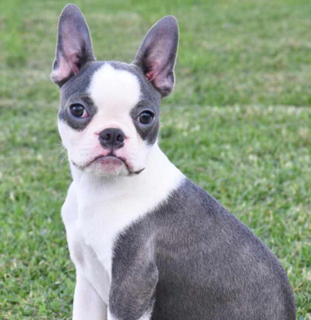 French Bulldog Boston Terrier Mix For Sale Near Me