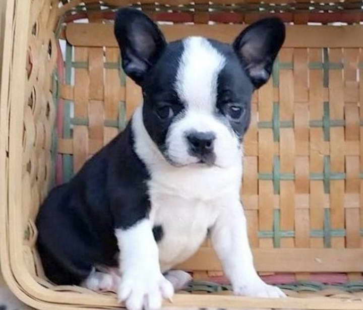 French Bulldog Boston Terrier Mix For Sale