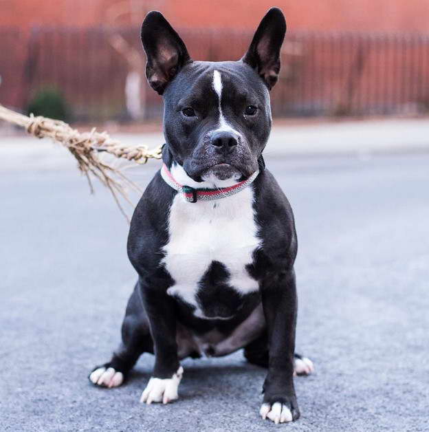 French Pitbull Terrier