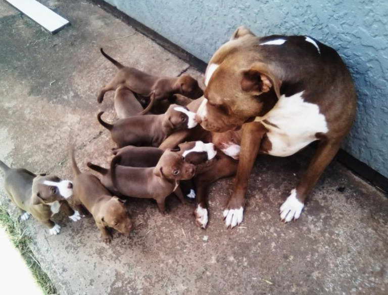 Full Size Bull Terrier