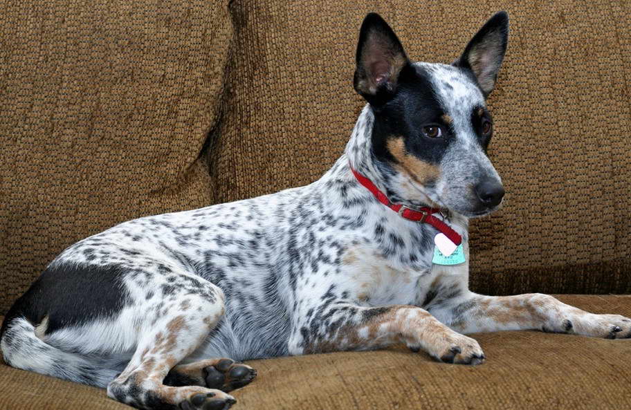 Heeler Jack Russell Terrier Mix