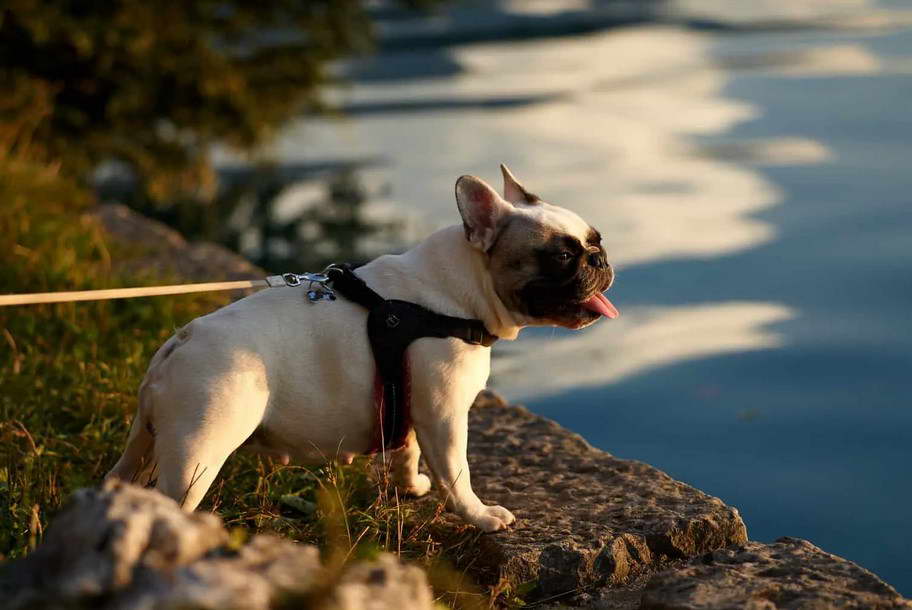 Hoobly Boston Terrier Ohio