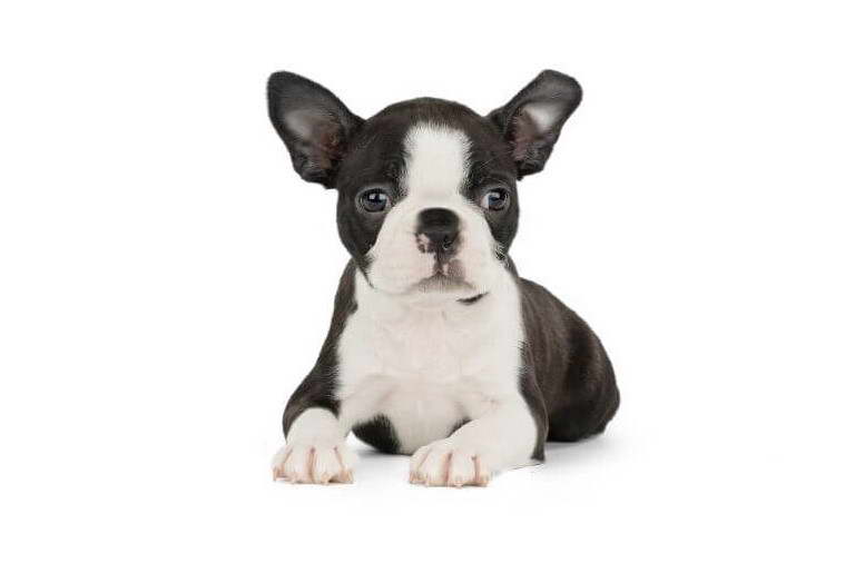 Hoobly Boston Terrier