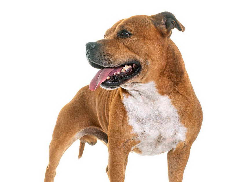 How Long Do Staffordshire Bull Terrier Live