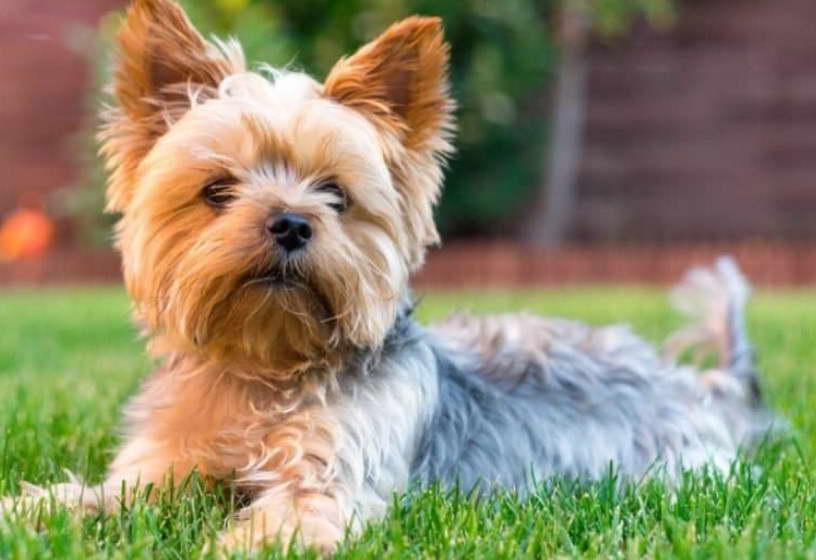 How Long Does A Yorkshire Terrier Live