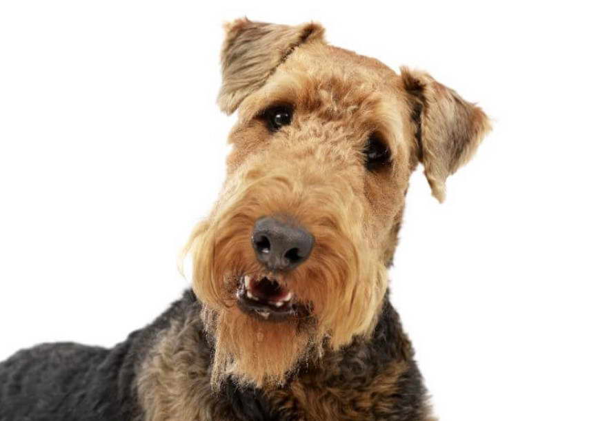 How Much Does An Airedale Terrier Cost