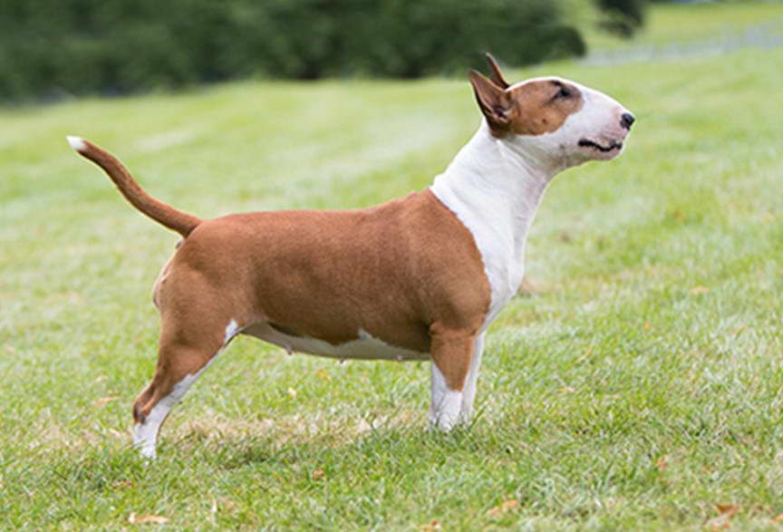 How Much Is A Miniature Bull Terrier