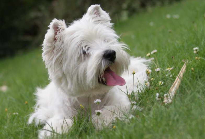 How Much Is A West Highland White Terrier